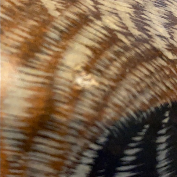 Chris Olsen Ducks collection 1990-91 sp edition - Picture 7 of 8